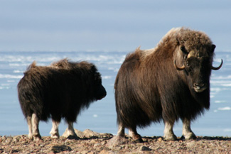 Musk Ox - Nunavut