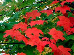 red maple leaves